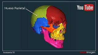 Anatomía 3D Huesos del Cráneo  Anato Imagen [upl. by Lattonia]