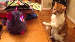 New furby vs cat [upl. by Lisle]