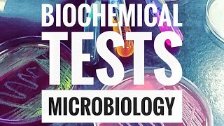 Microbiology Lab Practical Information Part 2 [upl. by Tillion]