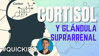 Glándula Suprarrenal Cortisol Aldosterona y Hormonas Sexuales Fisiología y Bioquímica [upl. by Aicinet758]