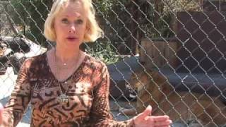 Shambala Preserve Mini Safari PART 1 with Tippi Hedren [upl. by Eiliak]