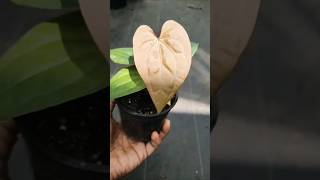 Luxurious Luxurians Hybrid Collection anthurium luxurians [upl. by Goren]