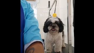 How to groom your dog  Shih Tzu full grooming [upl. by Suoivatco342]