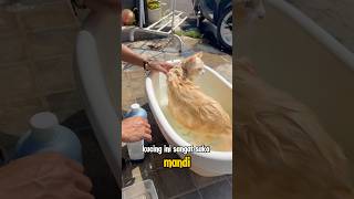 Mandi ya oyen kucing kucinglucu cat catlover kucingimut cutecat pets kucingliarlucu cute [upl. by Aztiram504]