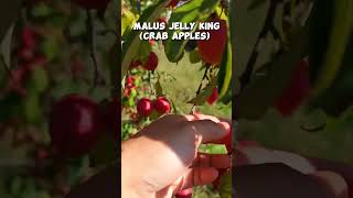 Malus jelly king crab apples shorts [upl. by Naniac]