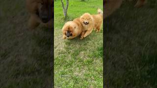 Eurasier shorts eurasier dog animal евразиер [upl. by Osgood]