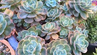 Echeveria Imbricata Propagation [upl. by Caddric]