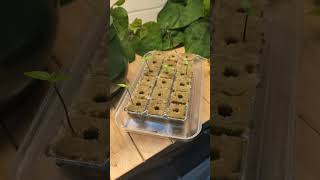 Growing DEADLY ☠️ CHILLI SEEDS 🌶️ [upl. by Lanctot533]