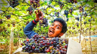 திராட்சை வேட்டைGrape HuntingGrape Farm Grape Theni [upl. by Martynne]