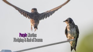 Purple Martins Fledging Time amp End of Season [upl. by Josephson]