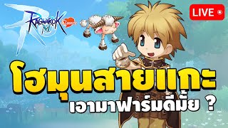 🔴 ไบโอสายแกะ Amistr เอามาฟาร์ม  สรุปพาลาดินสายไหนดี  Ragnarok M Classic EP10 [upl. by Annohsak548]