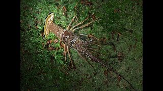 LOBSTER MINI SEASON 2018 FULL VIDEO [upl. by Leifer]