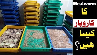 Mealworm farming Pakistan  Mealworm Breeding Setup  Mealworms for Birds [upl. by Leigh]