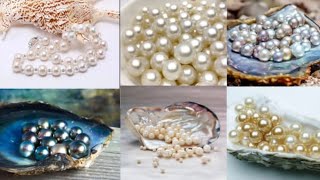 Pearls Oyster മുത്തുകൾ മുത്തുച്ചിപ്പി [upl. by Ludovick]