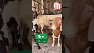 Alhamdulillah More New Entries at JD Goat Farm jdgoatfarm jdgoatfarm2024 imranbhaijdgoatfarm jd [upl. by Scheld820]