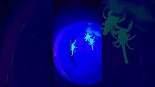 Catching scorpions with a UV light in Montana scorpion montana [upl. by Asia]