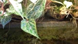 View inside Riparium Terrarium for philippine Waterskink Tropidophorus grayi [upl. by Berstine549]