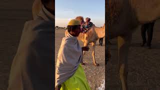 Jaisalmer  Sam Sand Dunes  Desert Safari jaisalmer rajasthan tour samsanddunes🐪 shorts camel [upl. by Chloette396]