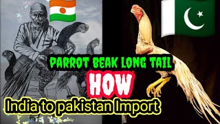 How can import parrot beak Long Tail Aseel in Pakistan [upl. by Aube]