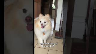 Willows World First Video🐾 funny pomerinian shorts cute firstvlog st [upl. by Ecilahs]