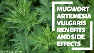 Mugwort Artemisia Vulgaris Benefits and Side Effects [upl. by Wolfy830]