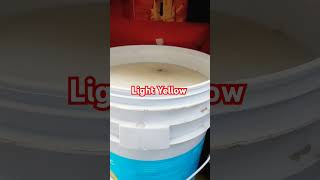 Light yellow lucknow interiorpaint paintmixer paintsupplies pop lucknow [upl. by Orit356]