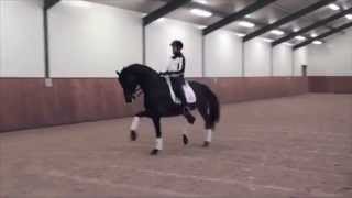 Lord Leatherdale Lord Loxley  Ferragamo  Dressage Stallion [upl. by Rubia196]