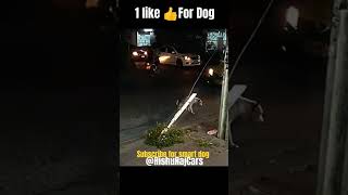 funnyvideos subscribe please for dog 🐶🐶 [upl. by Steffin288]