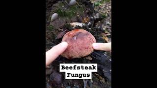 Edible Beefsteak Fungus Fistulina hepatica shorts fungus mushroom nature foraging [upl. by Richmal]