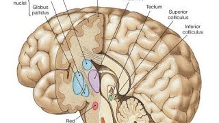 Basal ganglia corpus striatum [upl. by Neerom]