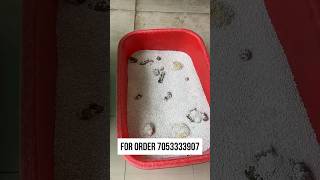 Turkey imported cat litter best clumping [upl. by Millur]