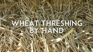 Wheat Threshing and Winnowing by Hand [upl. by Monica]