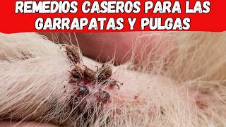 🐶 GARRAPATAS Y PULGAS 15 Remedios Caseros que FUNCIONAN RÁPIDO 👏 [upl. by Maddi]