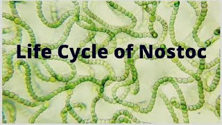 Life cycle of Nostoc [upl. by Trebloc978]