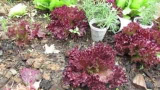 How to Get 2 or 3 Harvests from One Loose Leaf Lettuce Plant  The Rusted Garden 2013 [upl. by Atika]