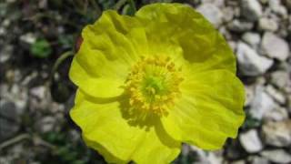 Gelber AlpenMohn Papaver alpinum Eine Diaschau von Karin und Wolfgang Schmökel [upl. by Anirad]