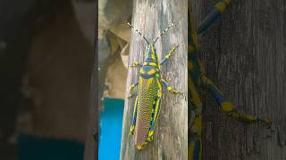 Grasshopper🦗 insect part 1 grasshopper grasshoppers insects forest vlog short [upl. by Raffaj]