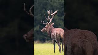 Magnifique cerf en plein brame cerf brame animals wildlife nature deer [upl. by Topliffe]