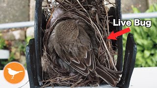 Insect Stumbles into Bird Nest and Becomes Lunch [upl. by Jinny]