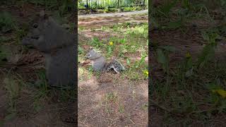 squirrel classic pose eating 8k30 squirrel squirrels toronto trending viral shortsviral vlog [upl. by Bennink264]