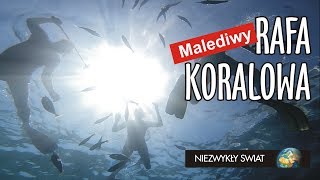 Niezwykly Swiat 4K  Malediwy  Rafa koralowa cz 2 [upl. by Monti25]