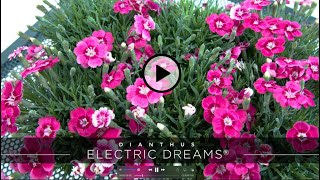 PlantHaven Hot Selection Video  Dianthus ELECTRIC DREAMS® [upl. by Rhodia165]