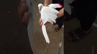 How you cut pigeon Wings kabootar k par katna ka trika pigeon kabootar kabootarbazi sohailmalik [upl. by Aihsekat]