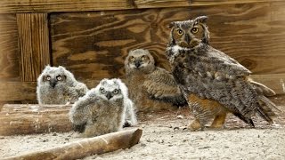 ONE Central Florida Short Owl Super Mom [upl. by Deegan393]