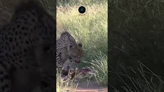 Cheetah Feasting in the Serengeti  Wildlife in Action wildlife safarisightings [upl. by Beebe]