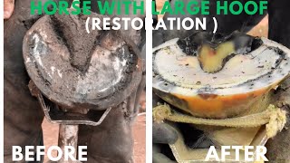 Shire Horse  Hoof Trimming Satisfying Compilation [upl. by Tews]