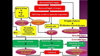 Mechanism of Ischemic hypoxic Cell InjuryEvents in cell injuryReversible injuryirreversible [upl. by Ramor158]