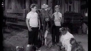 Lassie  Episode 52  quotThe Vetquot  Season 2 26 03041956 [upl. by Trakas]