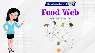 Food Web  Food Chains  Herbivores Carnivores Omnivores  Different Types of Foods  Science [upl. by Andre499]