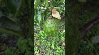 Soursop tree is loaded [upl. by Zeiler]